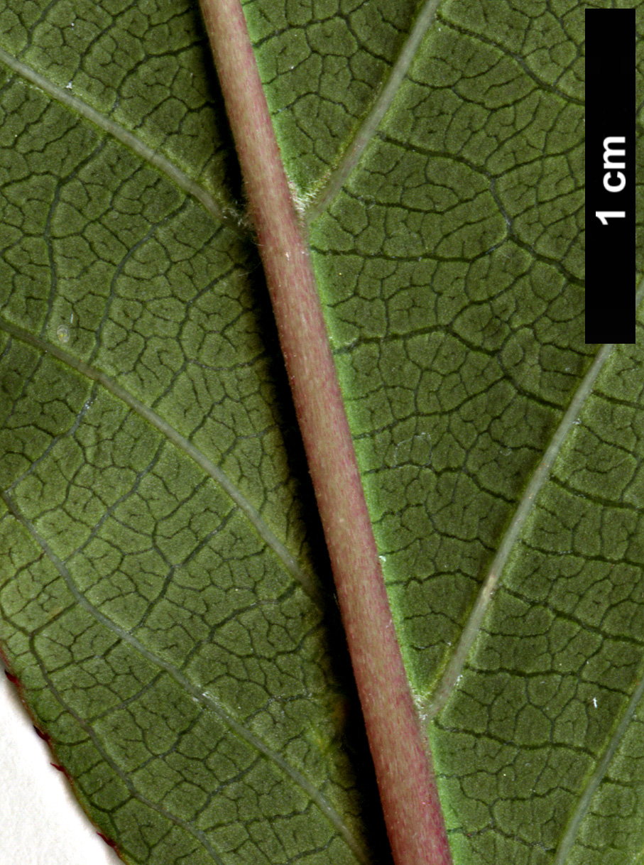 High resolution image: Family: Actinidiaceae - Genus: Actinidia - Taxon: tetramera - SpeciesSub: var. maloides